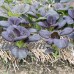 Osaka Purple Mustard Seeds: 1 Lb - Non-GMO Seeds for Japanese Microgreens, Micro Herb Greens, Vegetable Garden   565498815